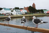 Dolphin Gulls
